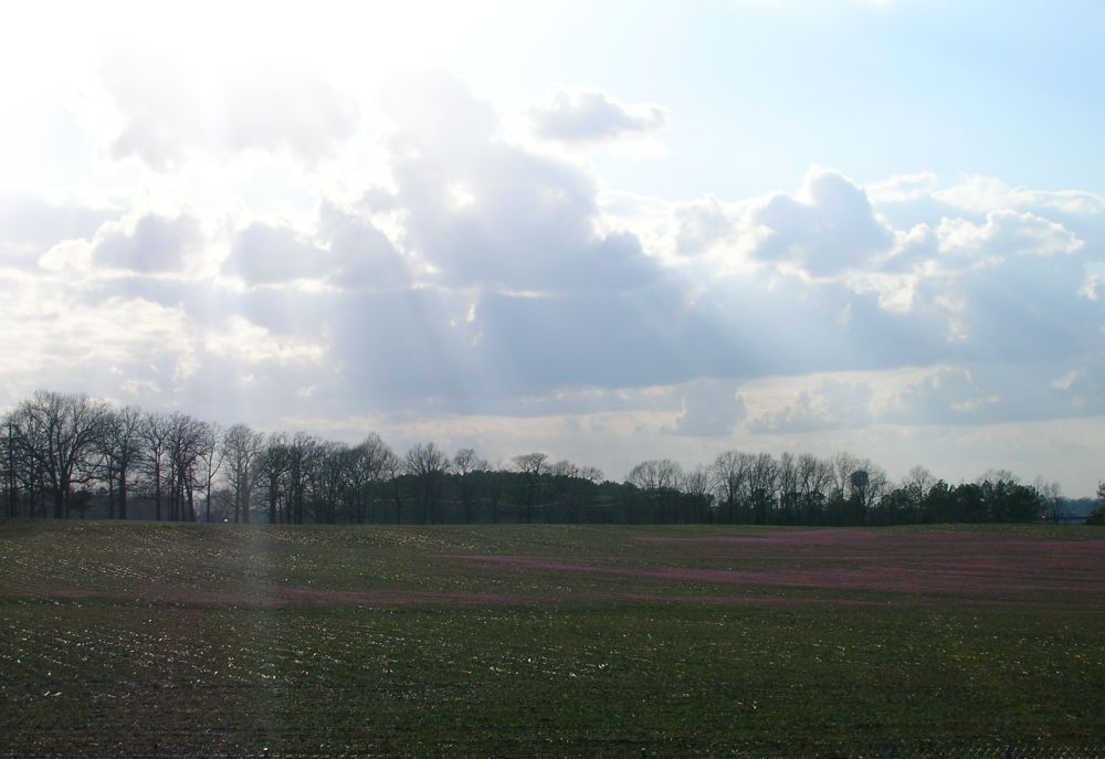 a field with trees and a clear sky in the background