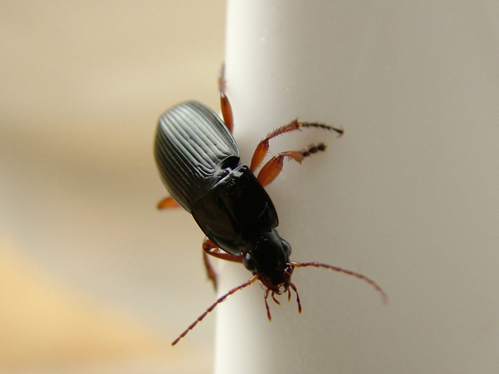 a black bug is on the side of a white wall