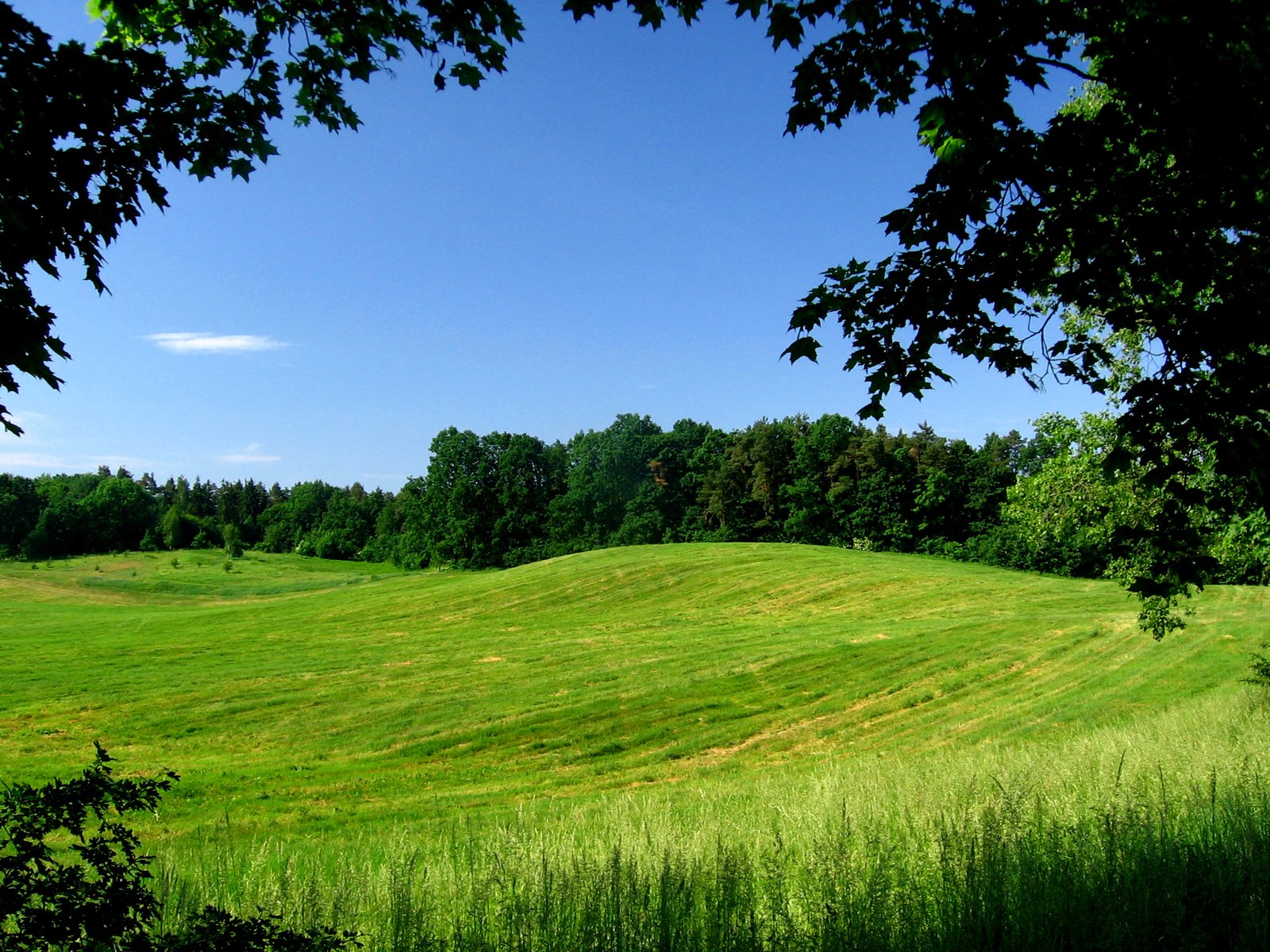 green grass on the top of a hill near a forest
