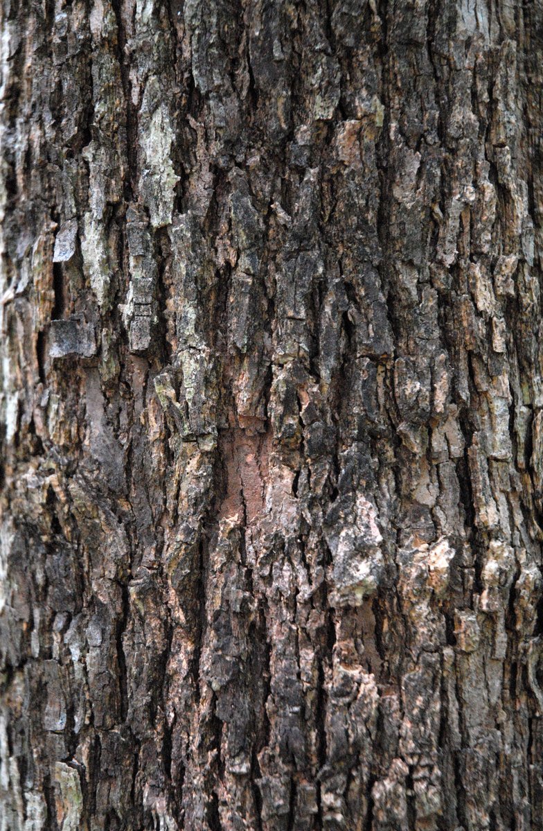 a large tree has different shapes and sizes