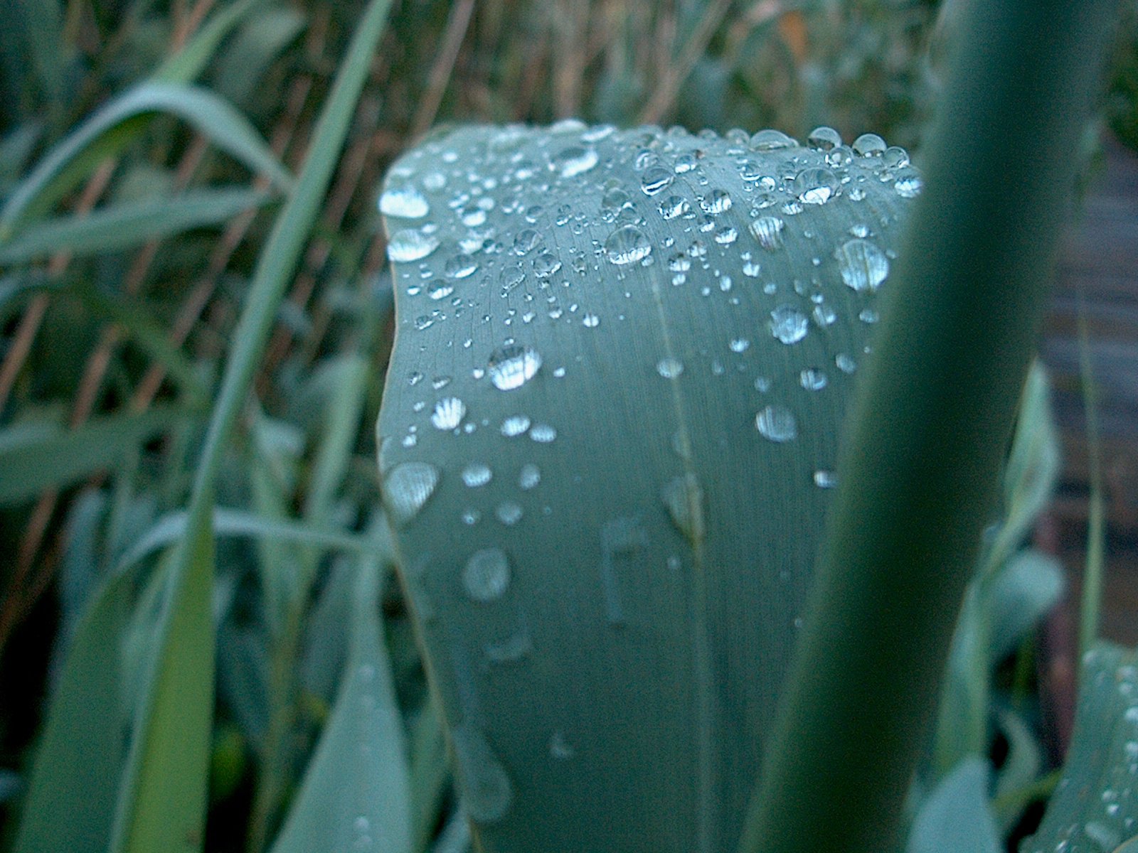 water drops sit on the surface of a green plant
