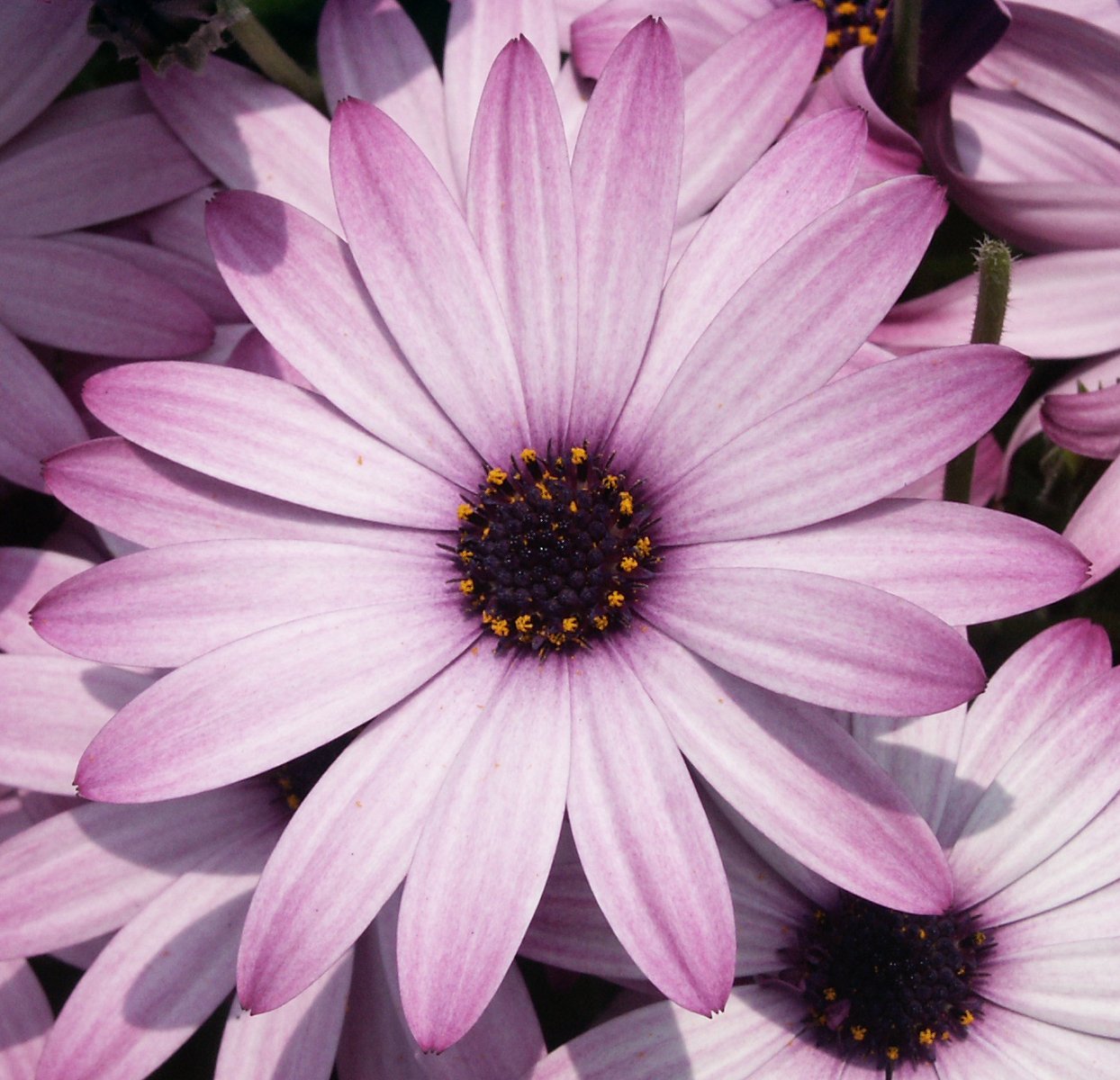 large bouquet of flowers that are pink in color