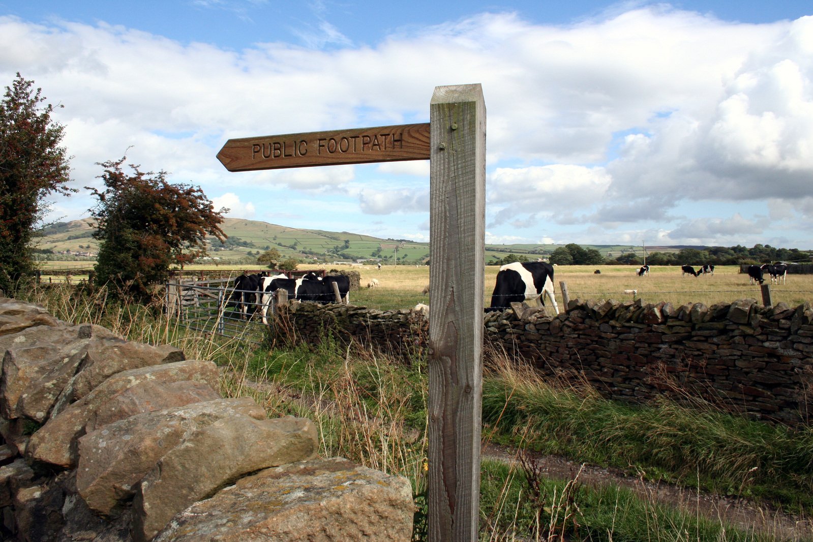 a sign pointing in different directions stands in front of cows grazing in a field