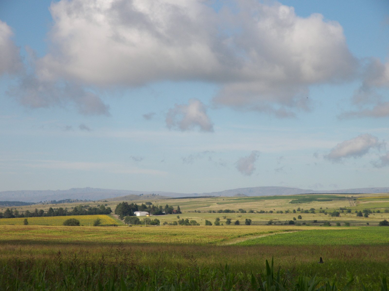 the landscape in this region has grass, trees, and hills