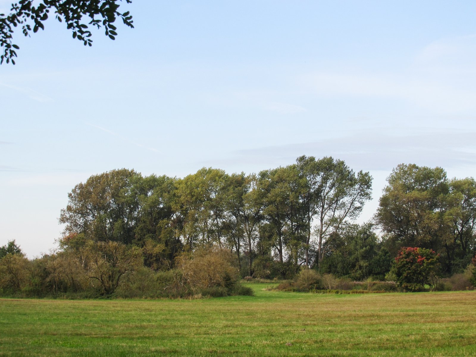 an open grassy field next to a forest