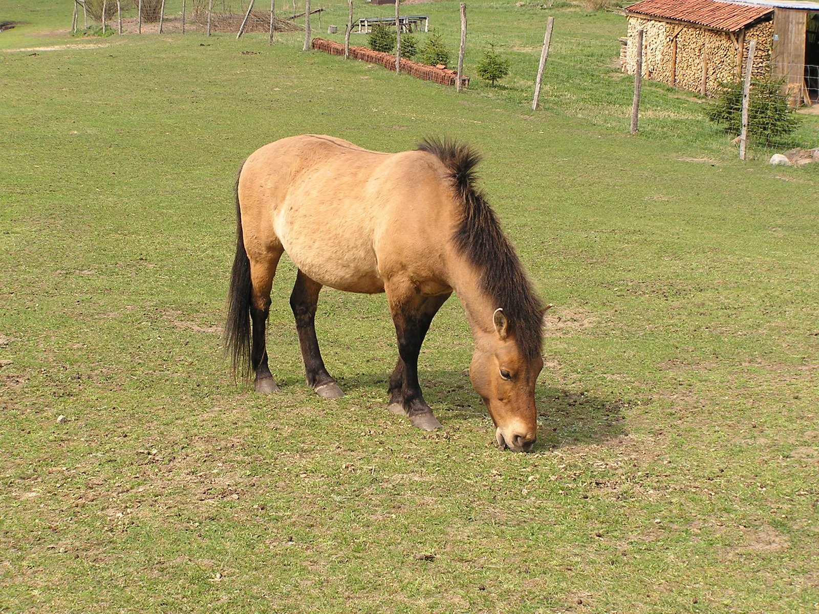 horse standing alone in field of grass eating food