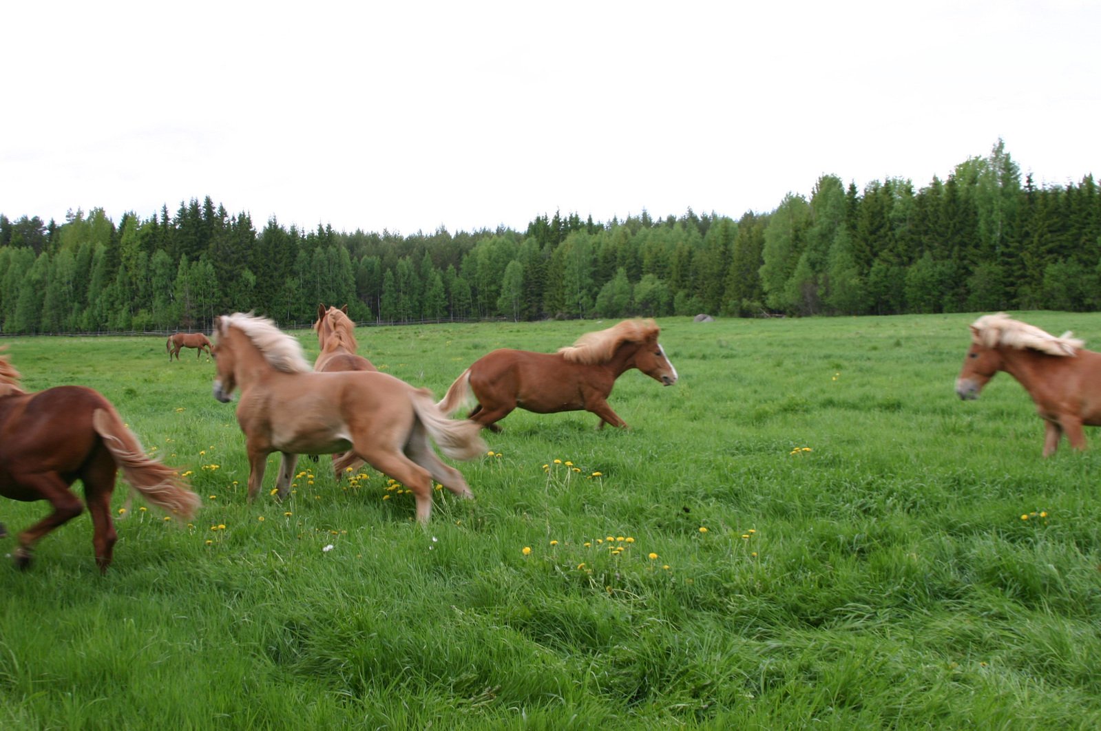 a group of horses running through the grass