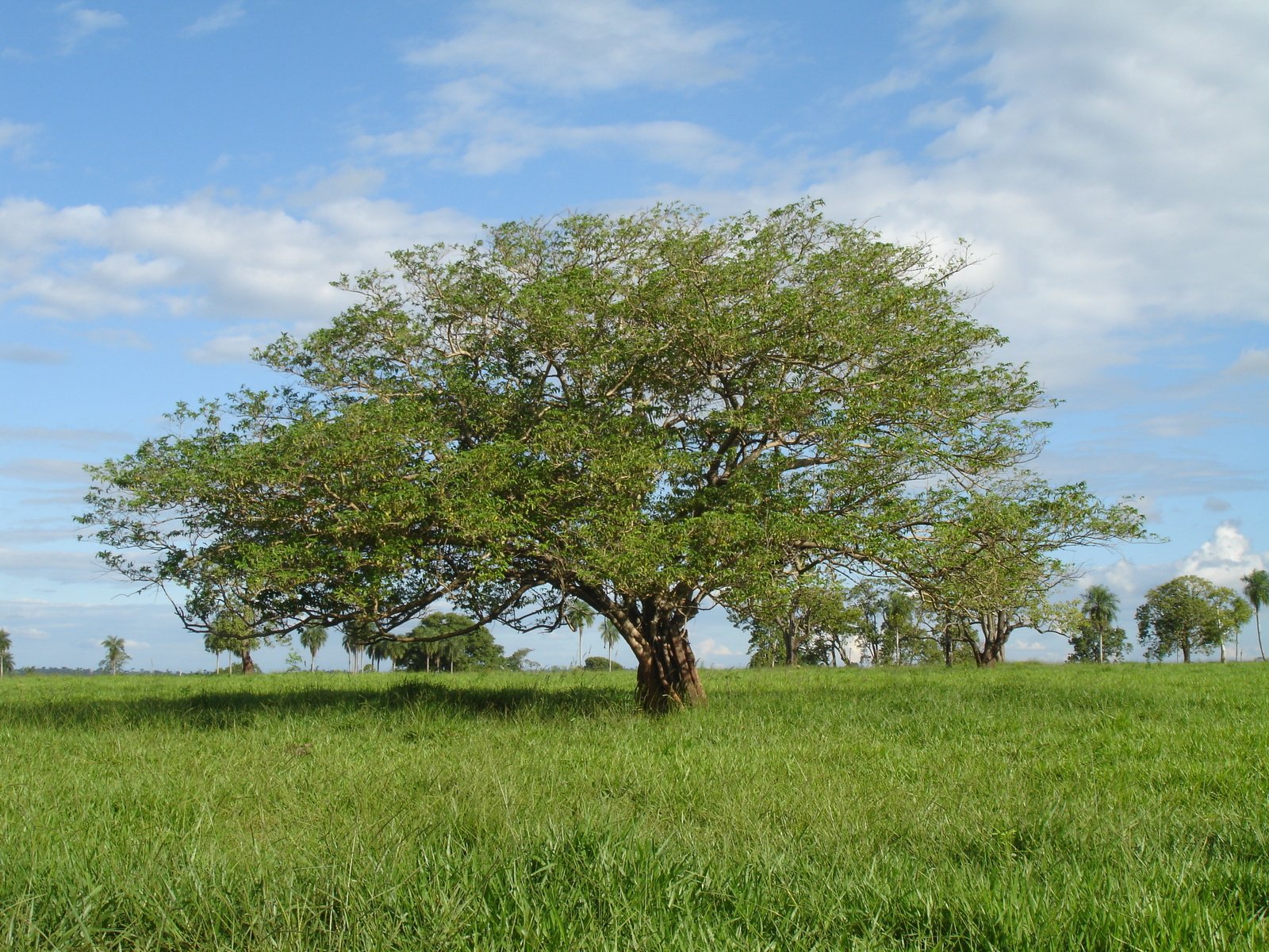 the large tree is by itself in a field