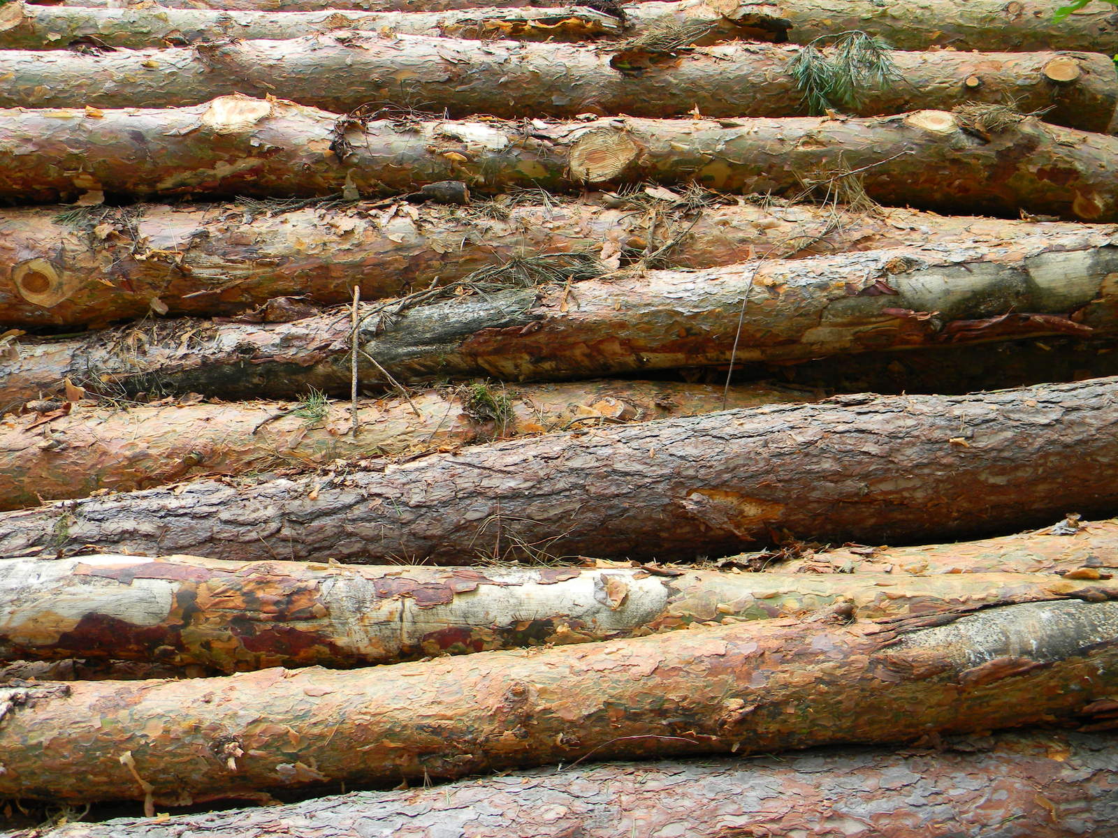 logs are stacked on top of each other in the woods