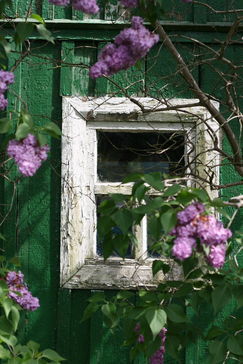 a small window frame with pink flowers on the outside