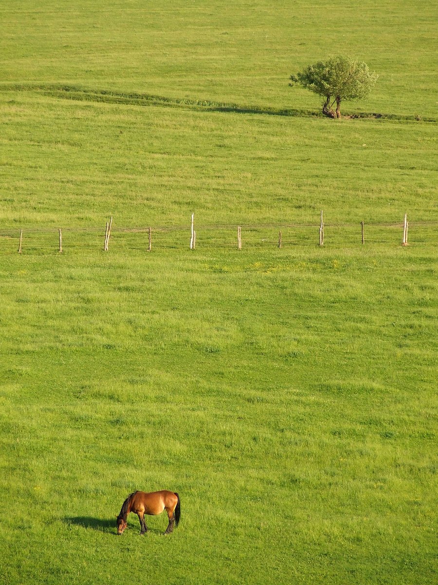 a horse grazes on grass in a fenced in field