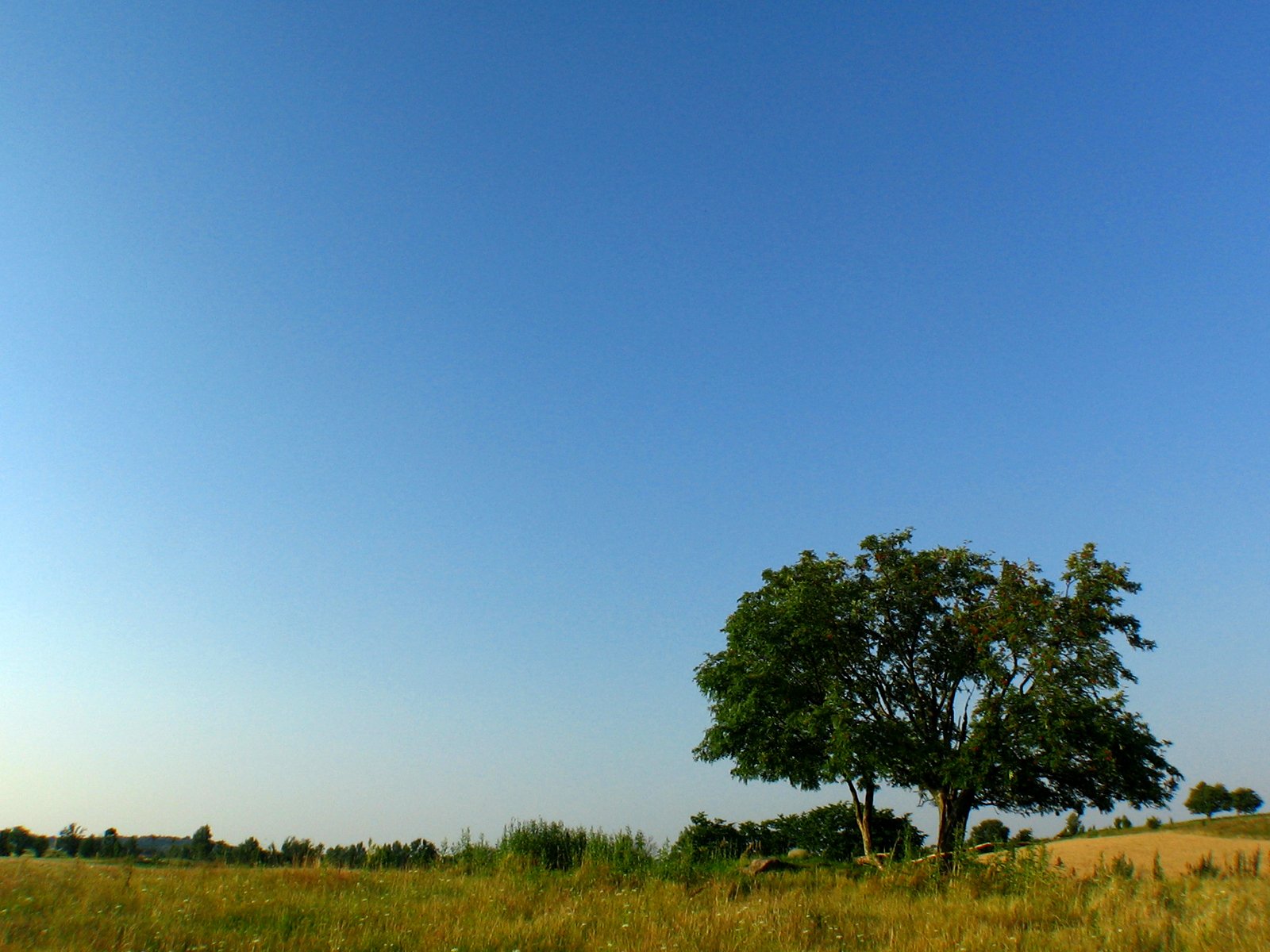 lone tree in grassy field under clear blue sky