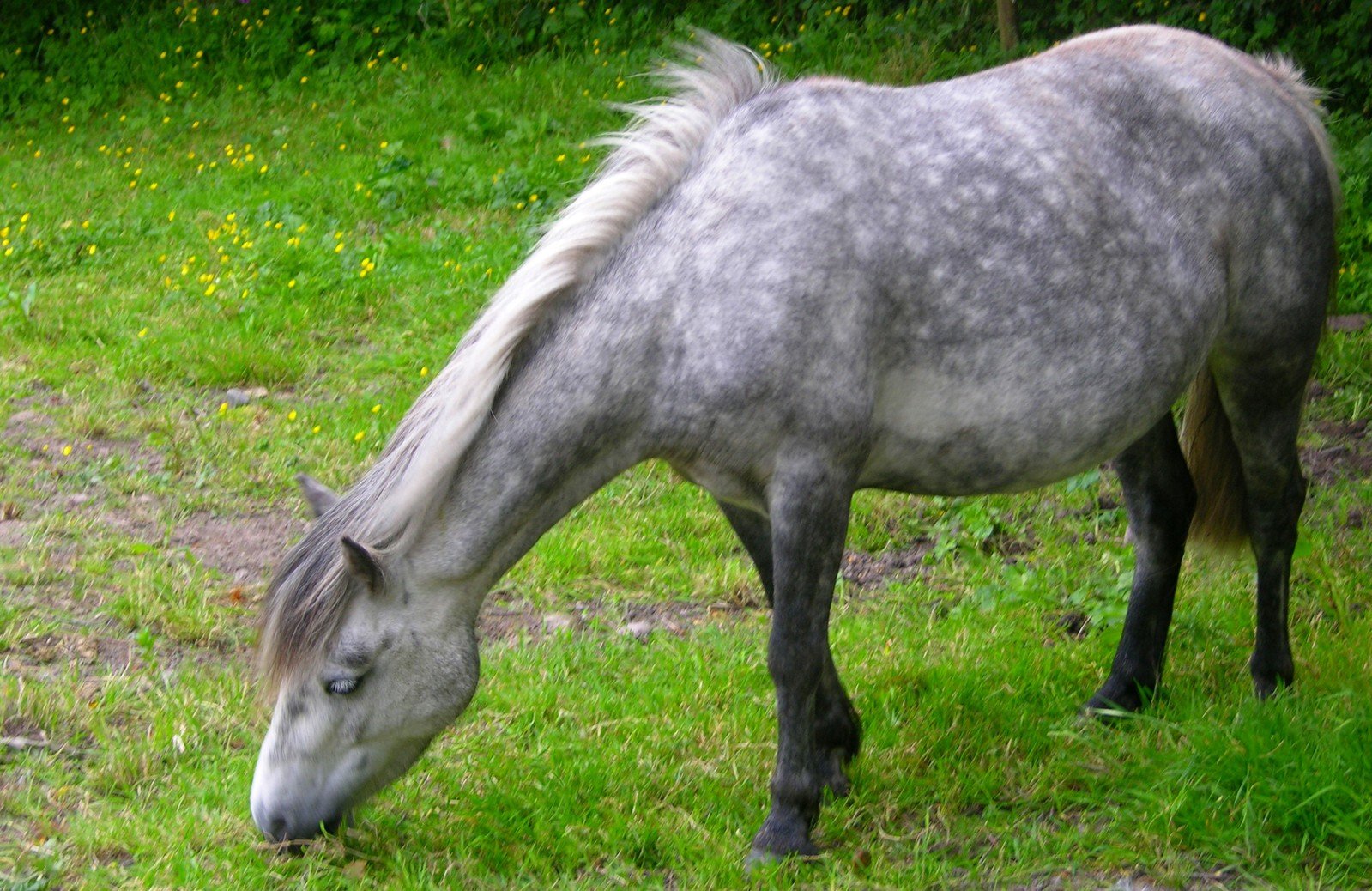a small gray horse eating grass in front of trees