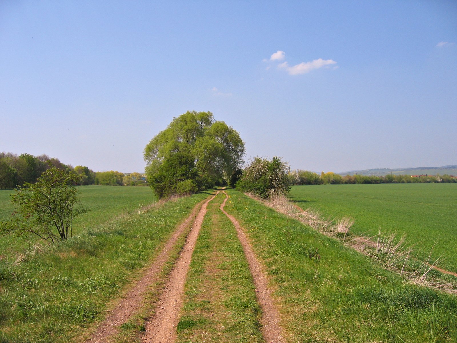 two straight dirt roads leading to green fields