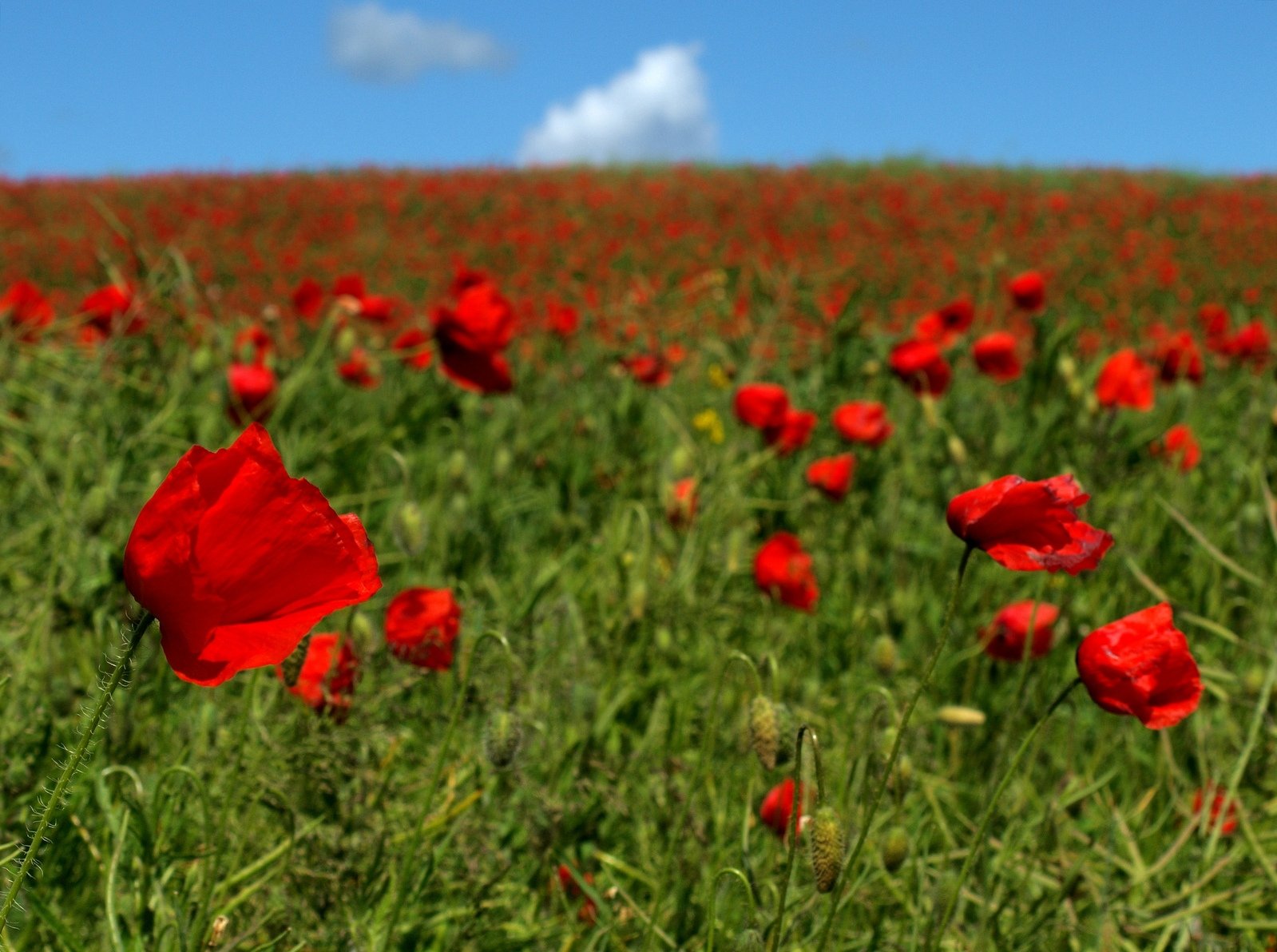 red poppys grow in a green field on a sunny day