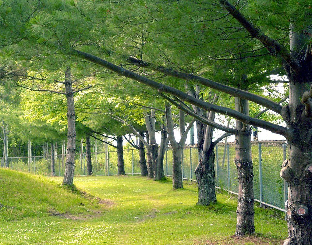 trees line a path and fence along an empty field