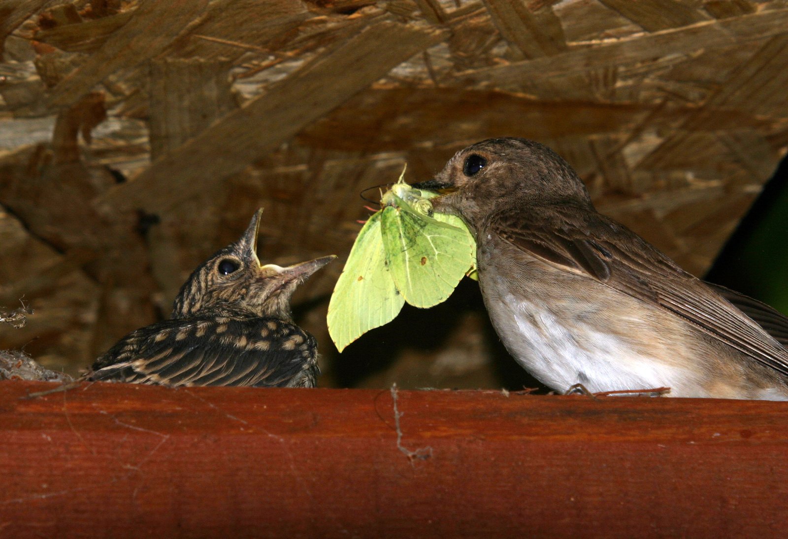 two birds, one brown and one green, are kissing
