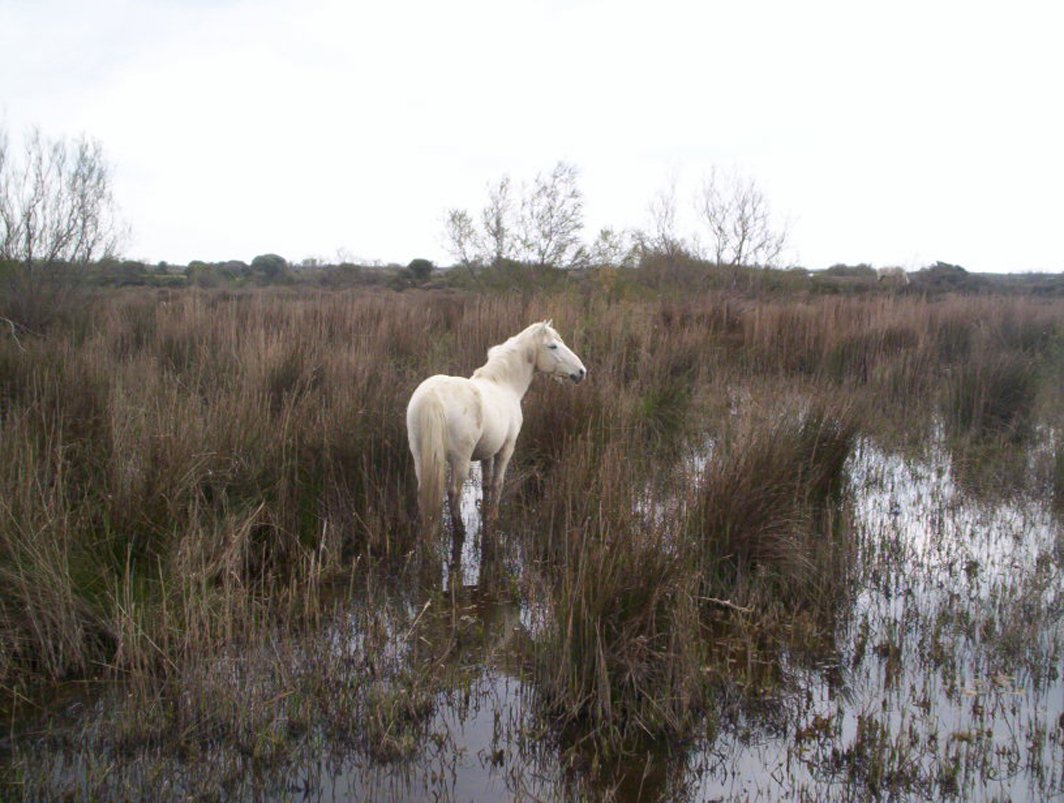 a white horse in an open field next to swampy vegetation