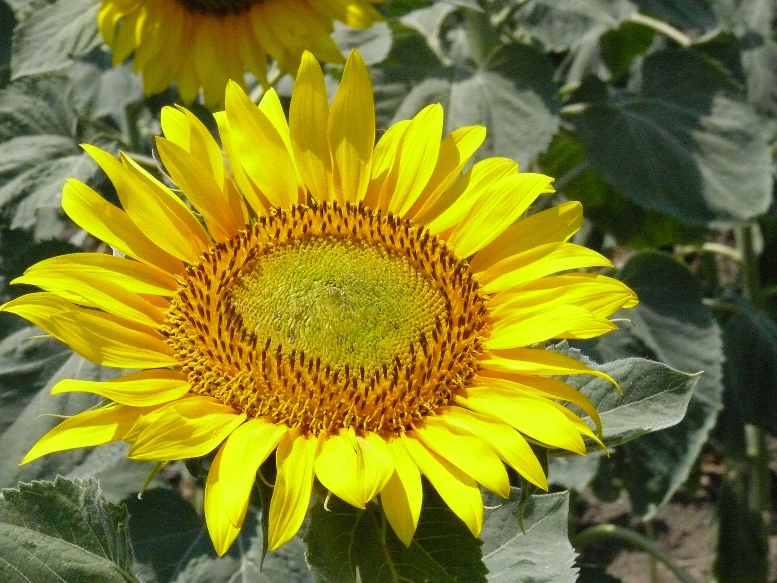 sunflower with a bee sitting on it's center