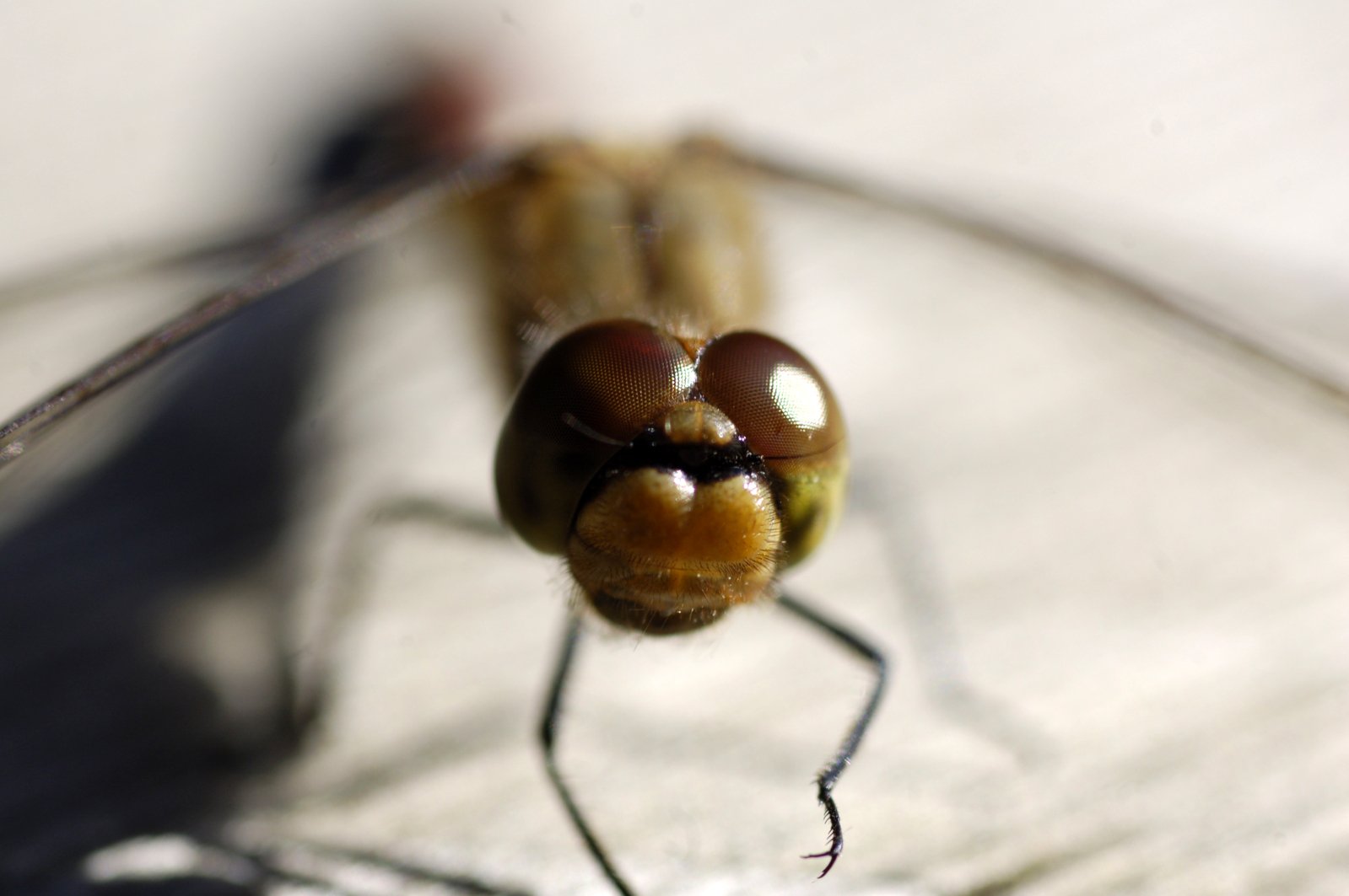 a insect sits on the edge of a glass plate