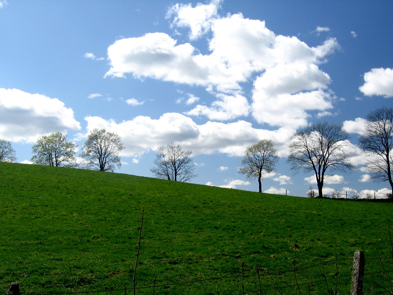 several trees on the side of a hill in the middle of nowhere