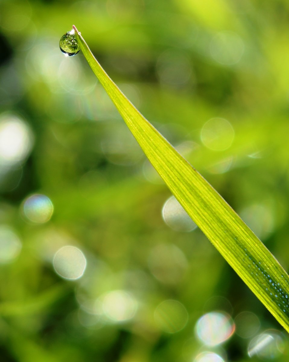 a leaf with water drops on it