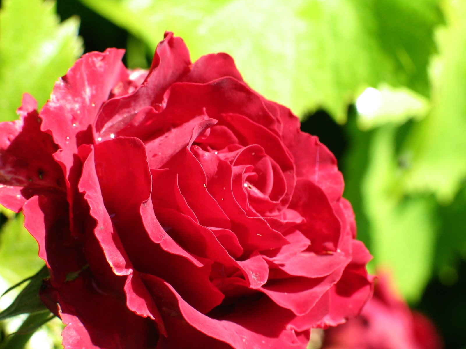 a bright red rose with green leaves surrounding it