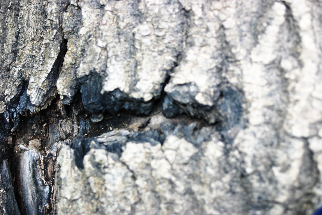 the s in the bark of a large, old tree