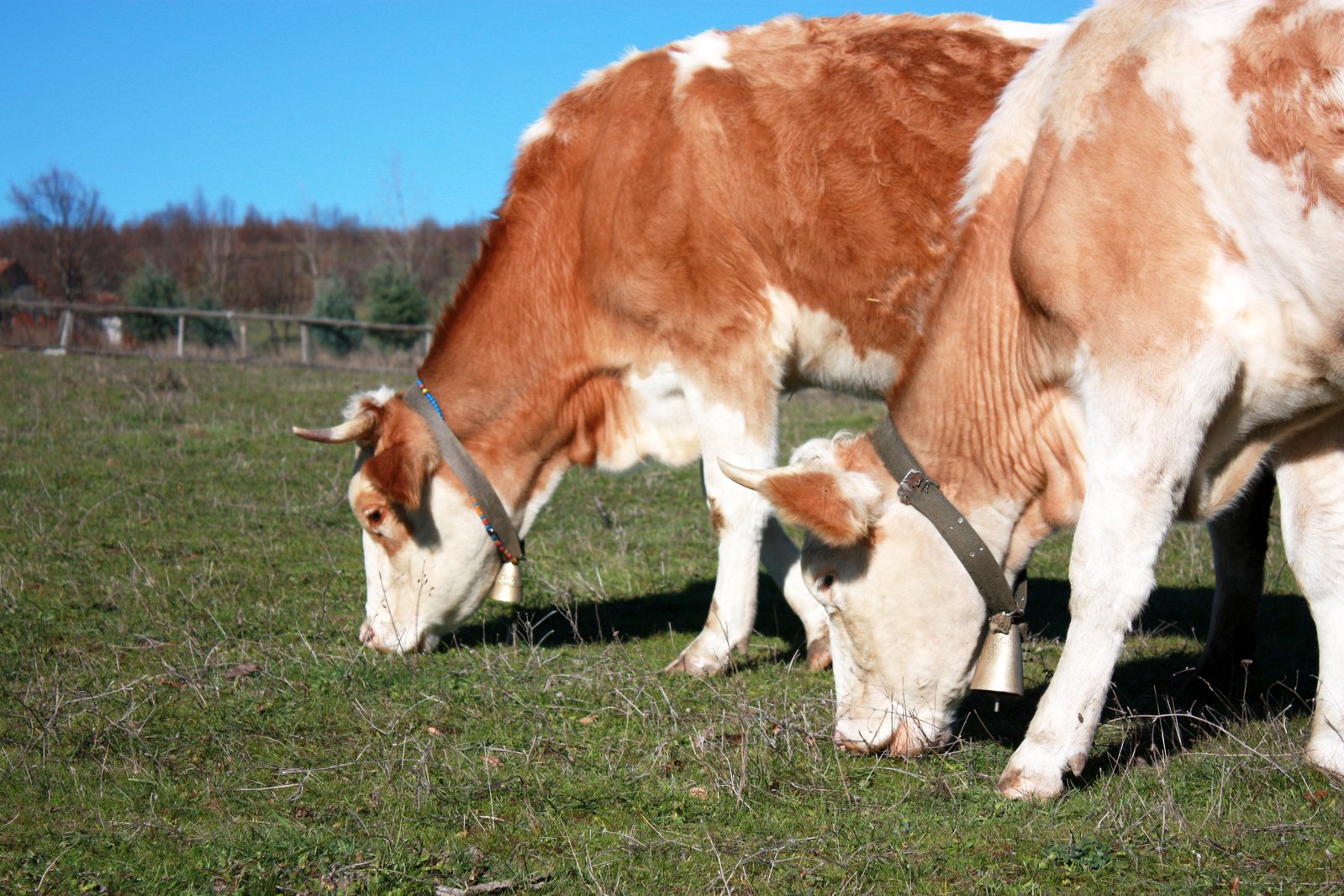 a brown and white cow and its calf in a grassy field