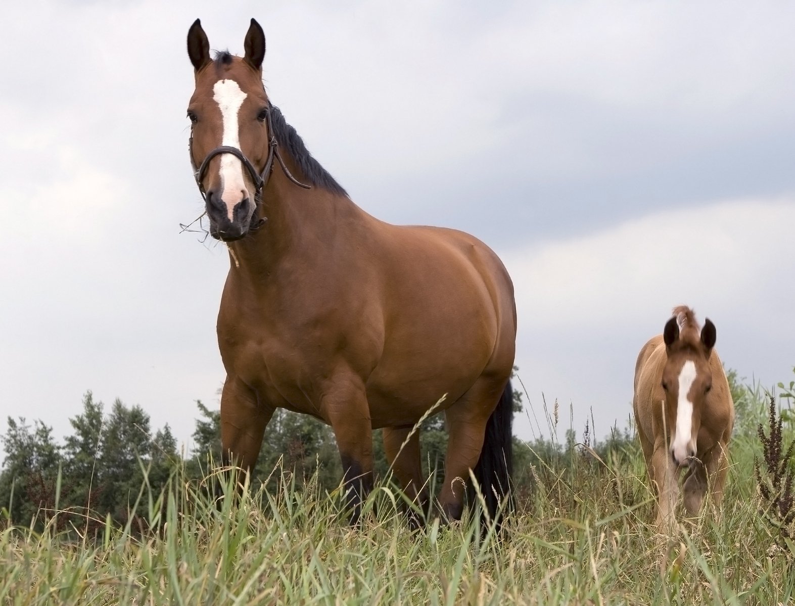 a couple of horses standing in the middle of a field