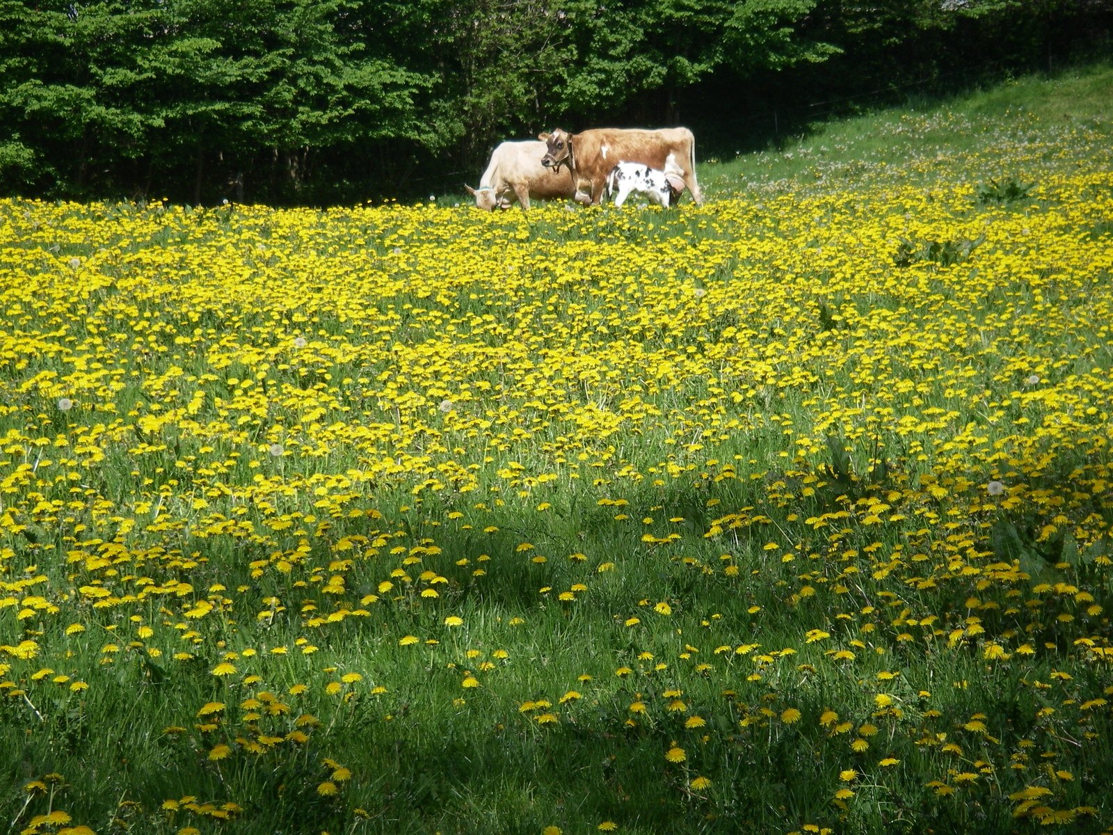 two cows are standing in a flowery field