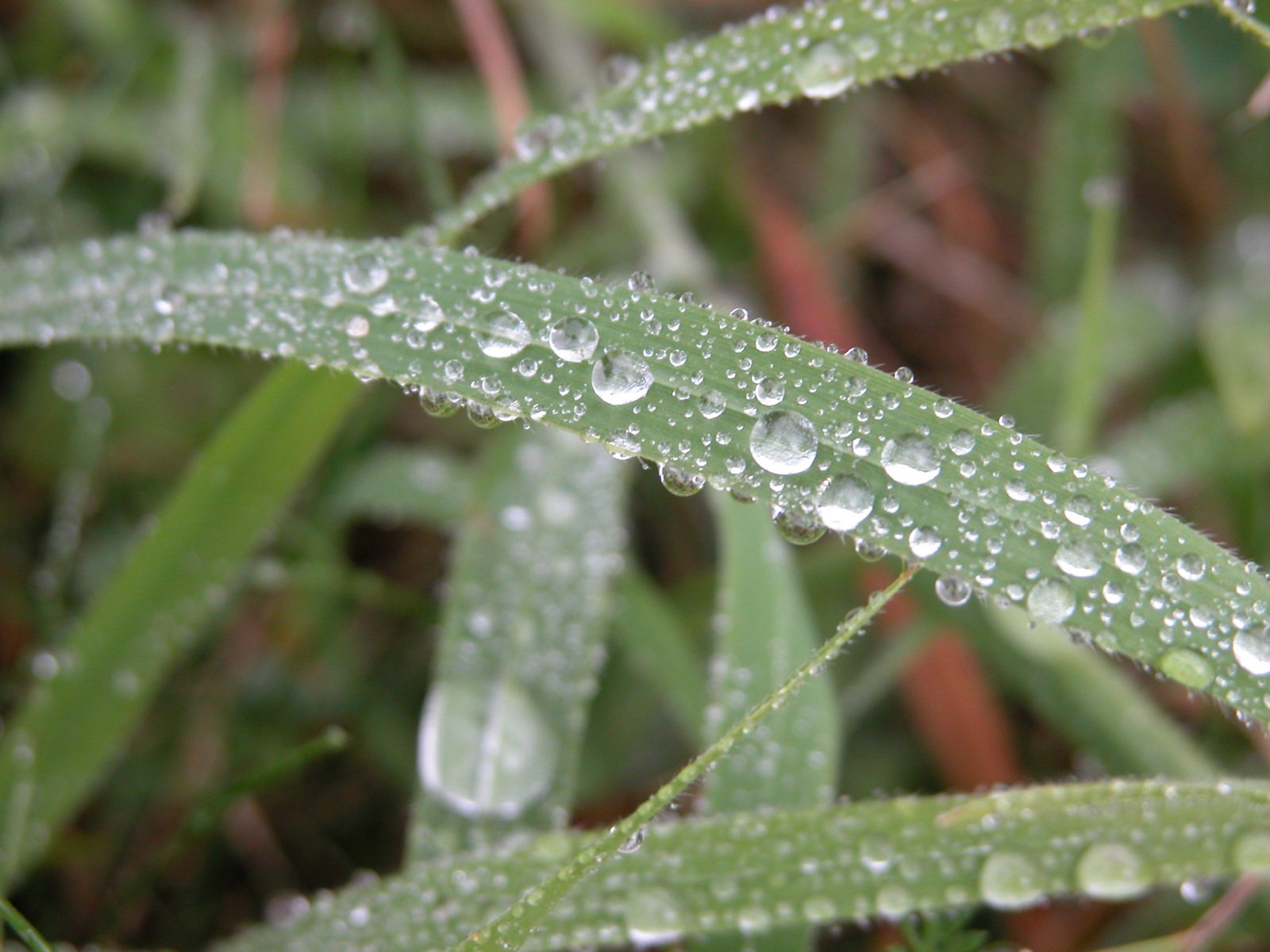 a close up of a wet grass with dew