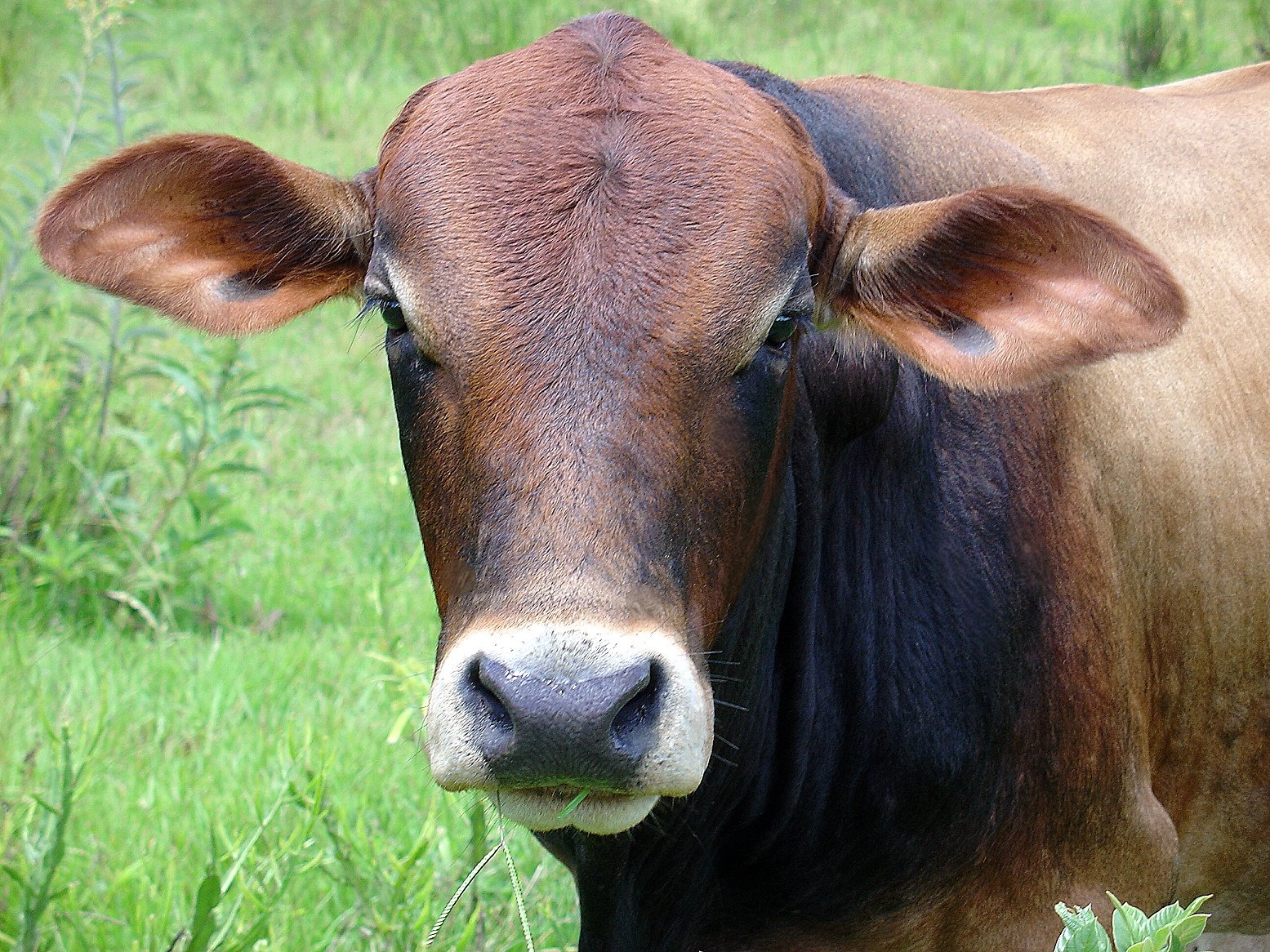 a brown cow stands in the grass and stares ahead