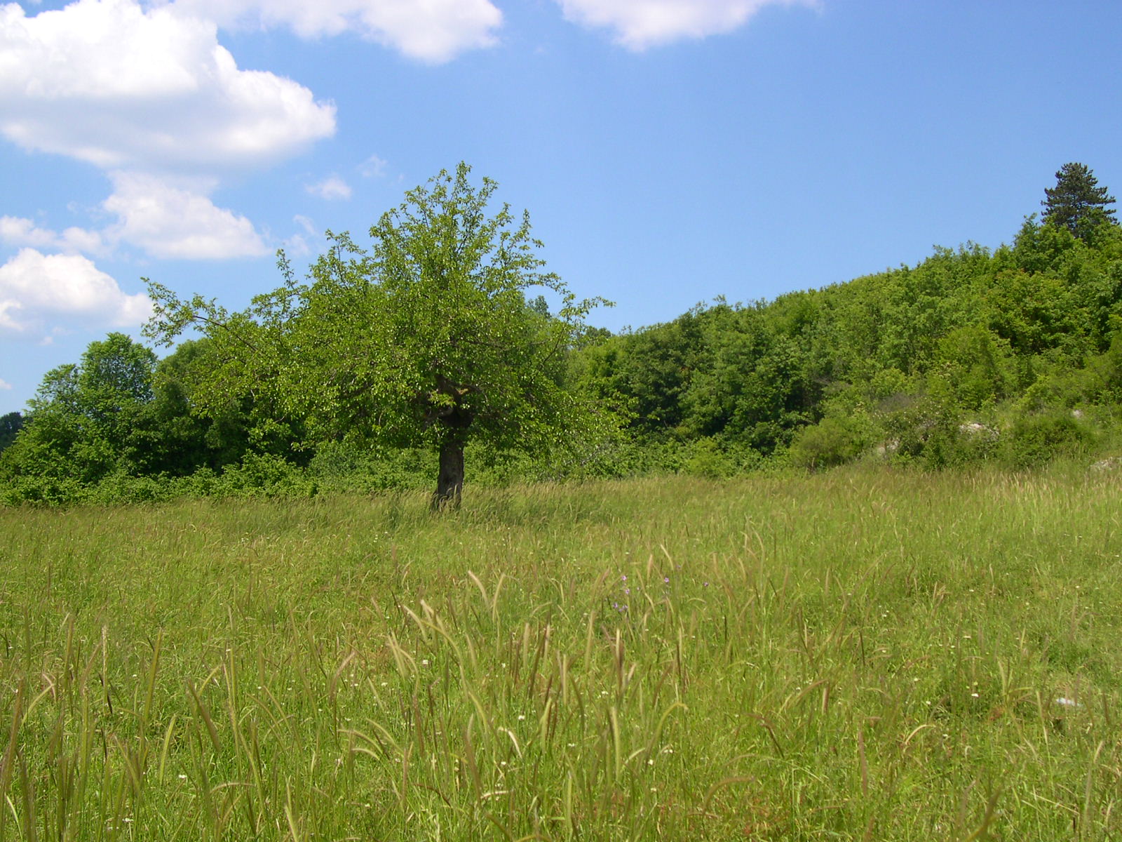 a lone tree in the middle of a lush green field