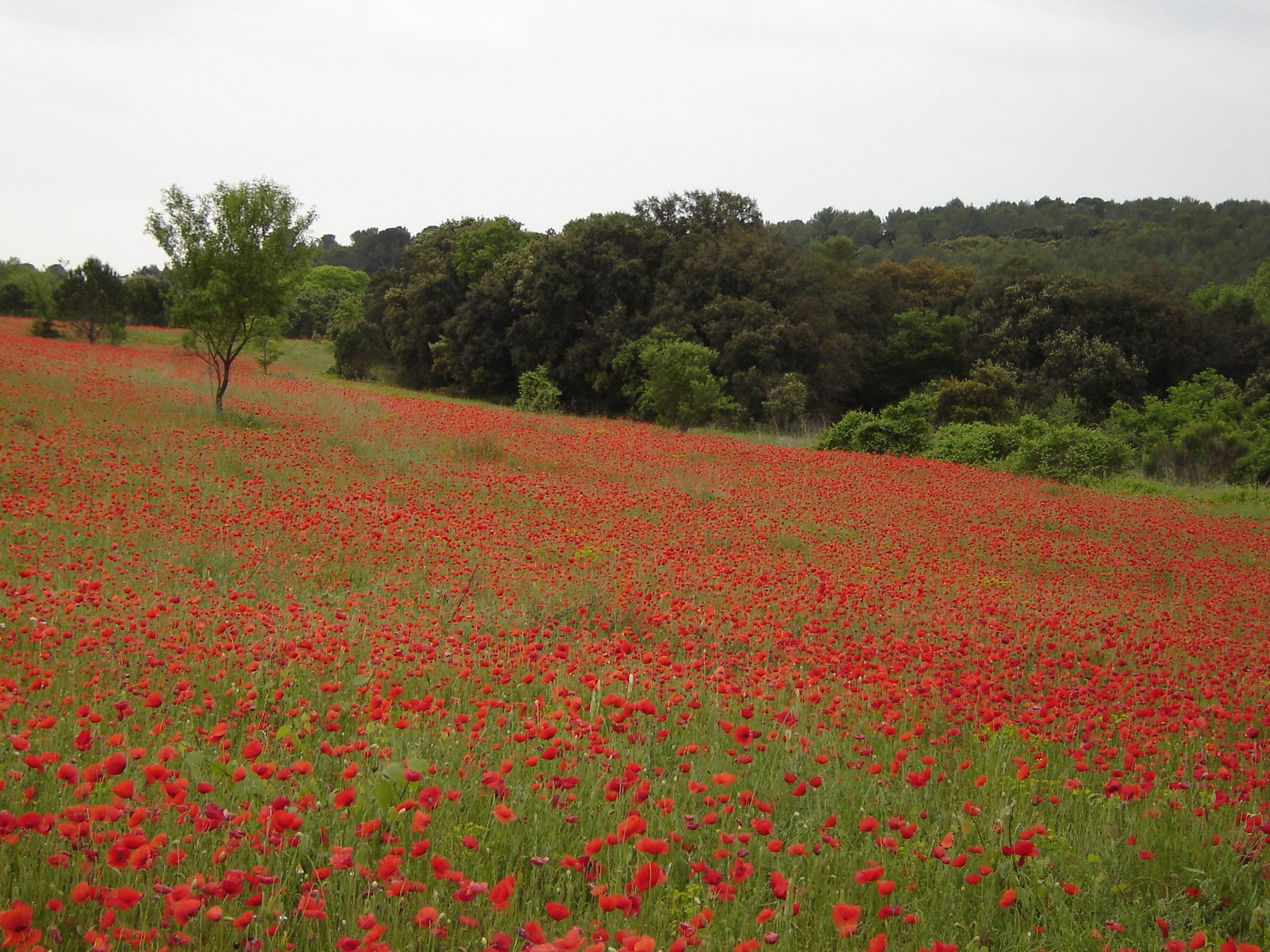 a large field of red flowers and trees