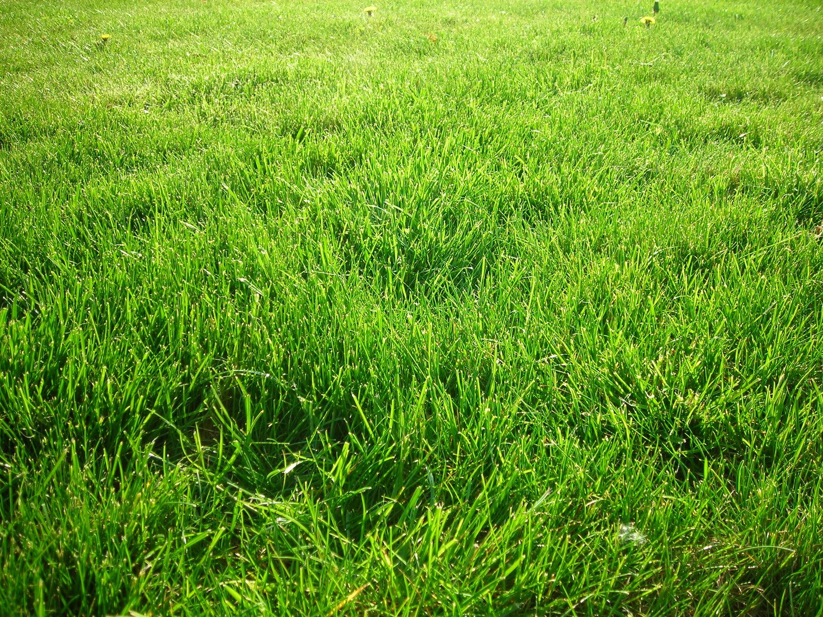 a person holding an umbrella standing on the ground with grass