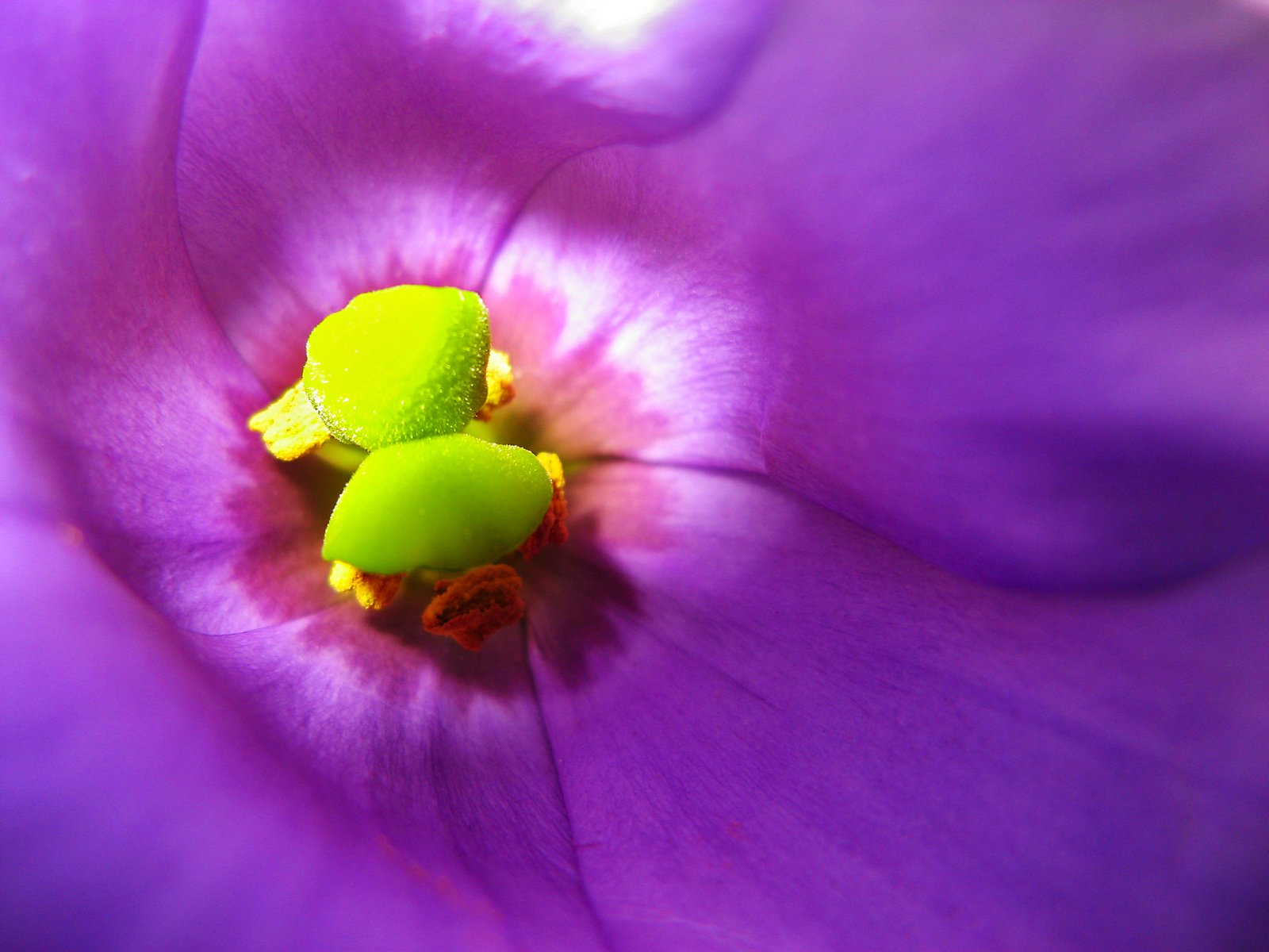 the petals are yellow and purple, but are still green