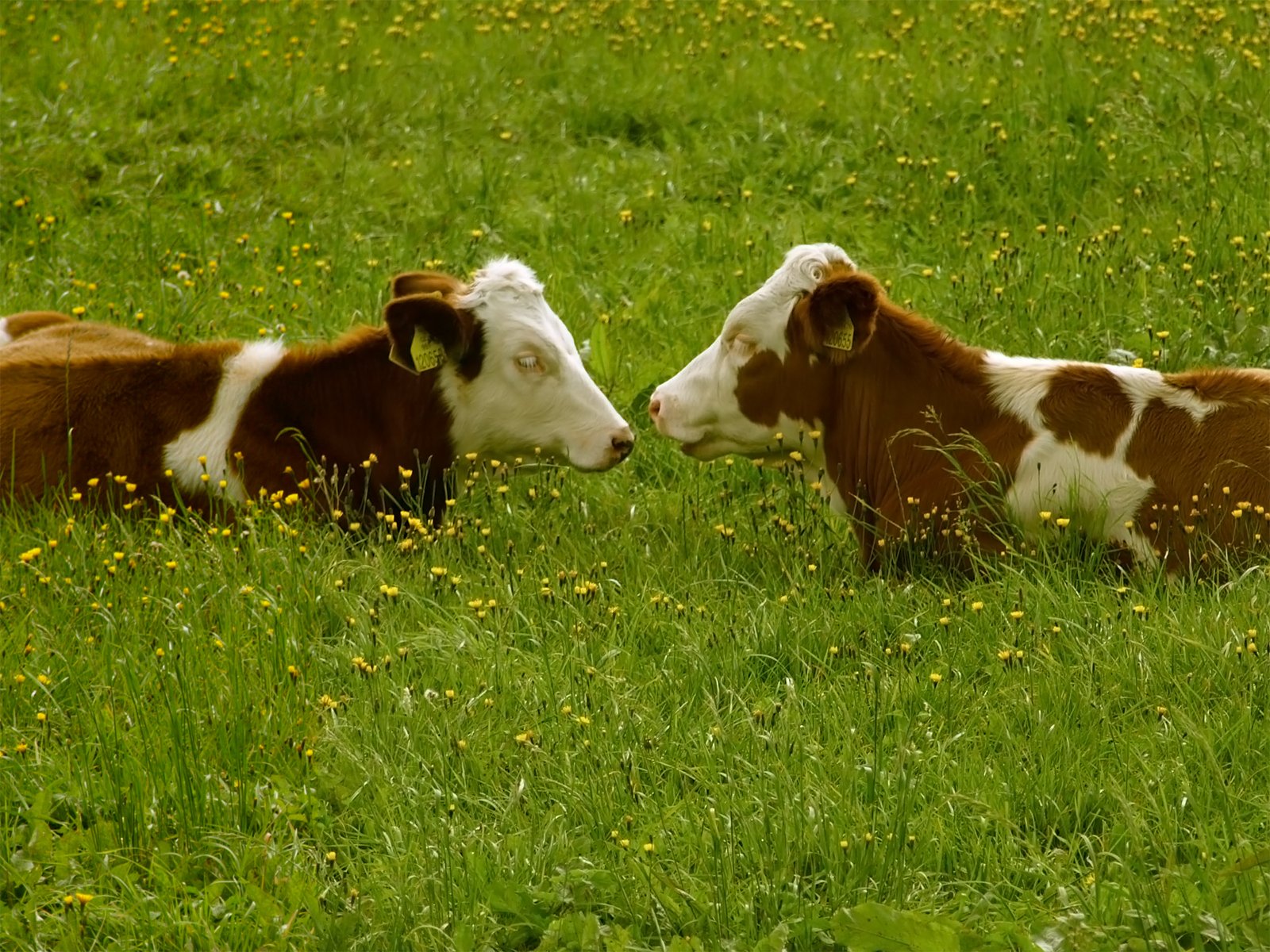 a cow and calf with their heads touching