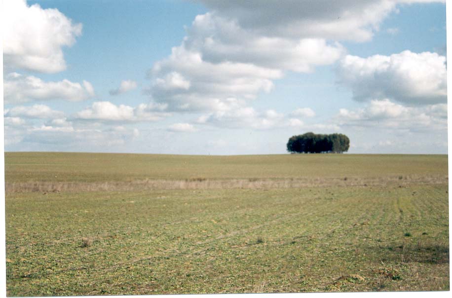 two trees sitting in the middle of a green field