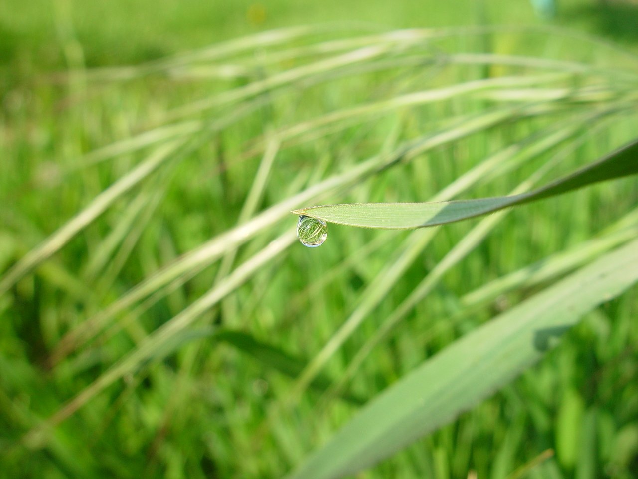 a raindrop hangs on the grass outside