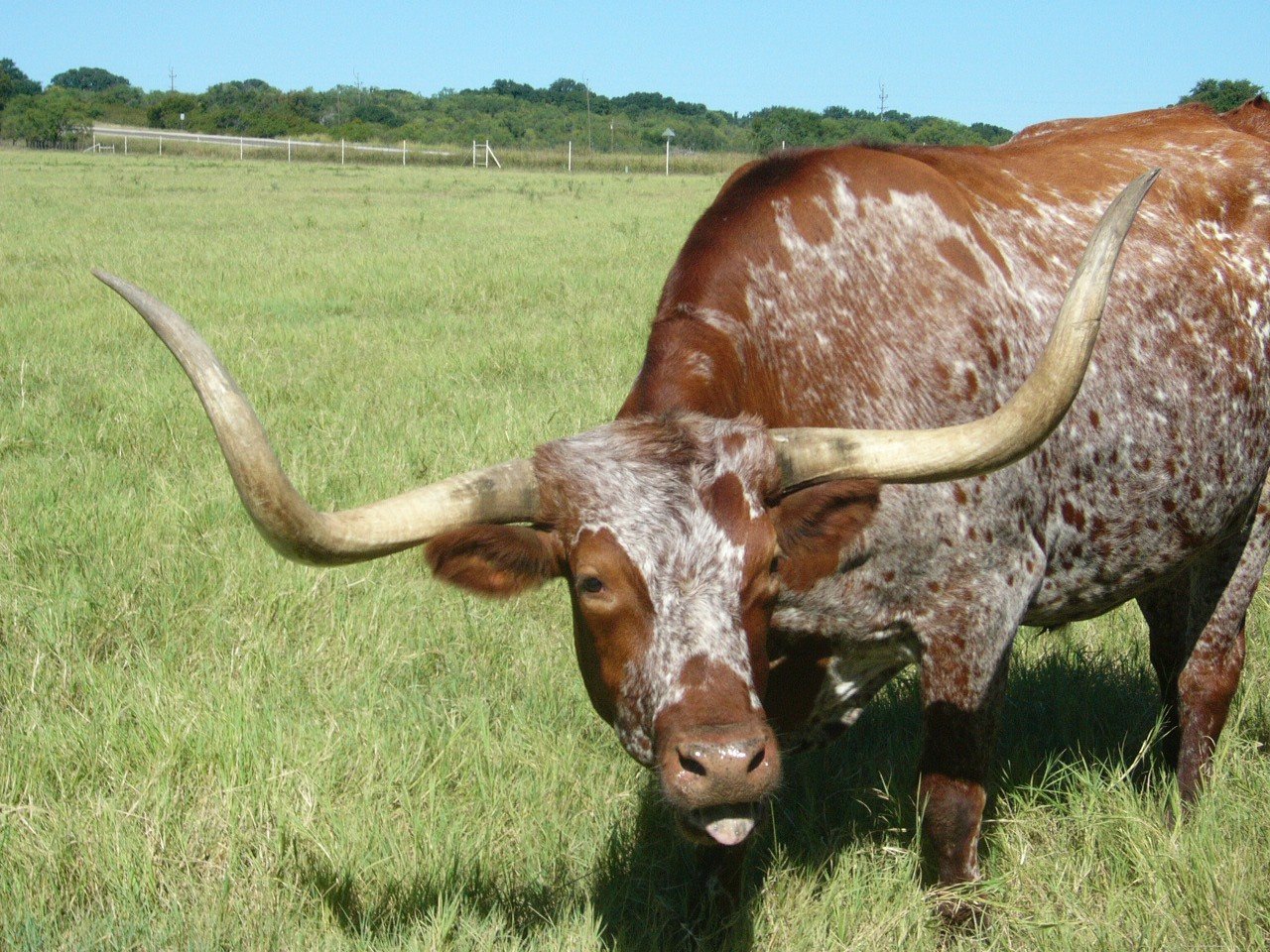 a cow with large horns standing in a field