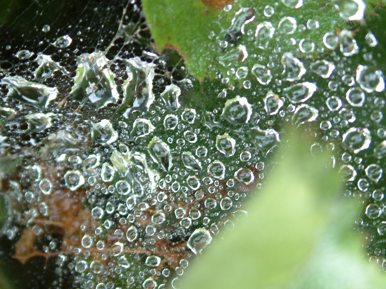 water droplets hanging down on a leaf