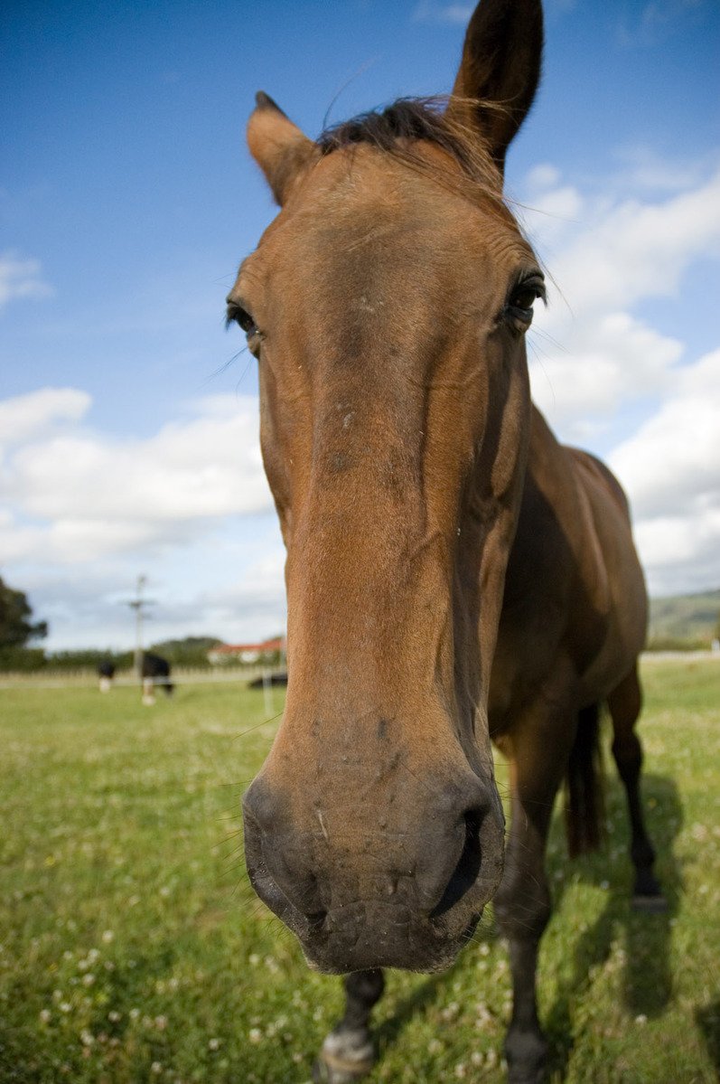 a brown horse in a field looking at the camera