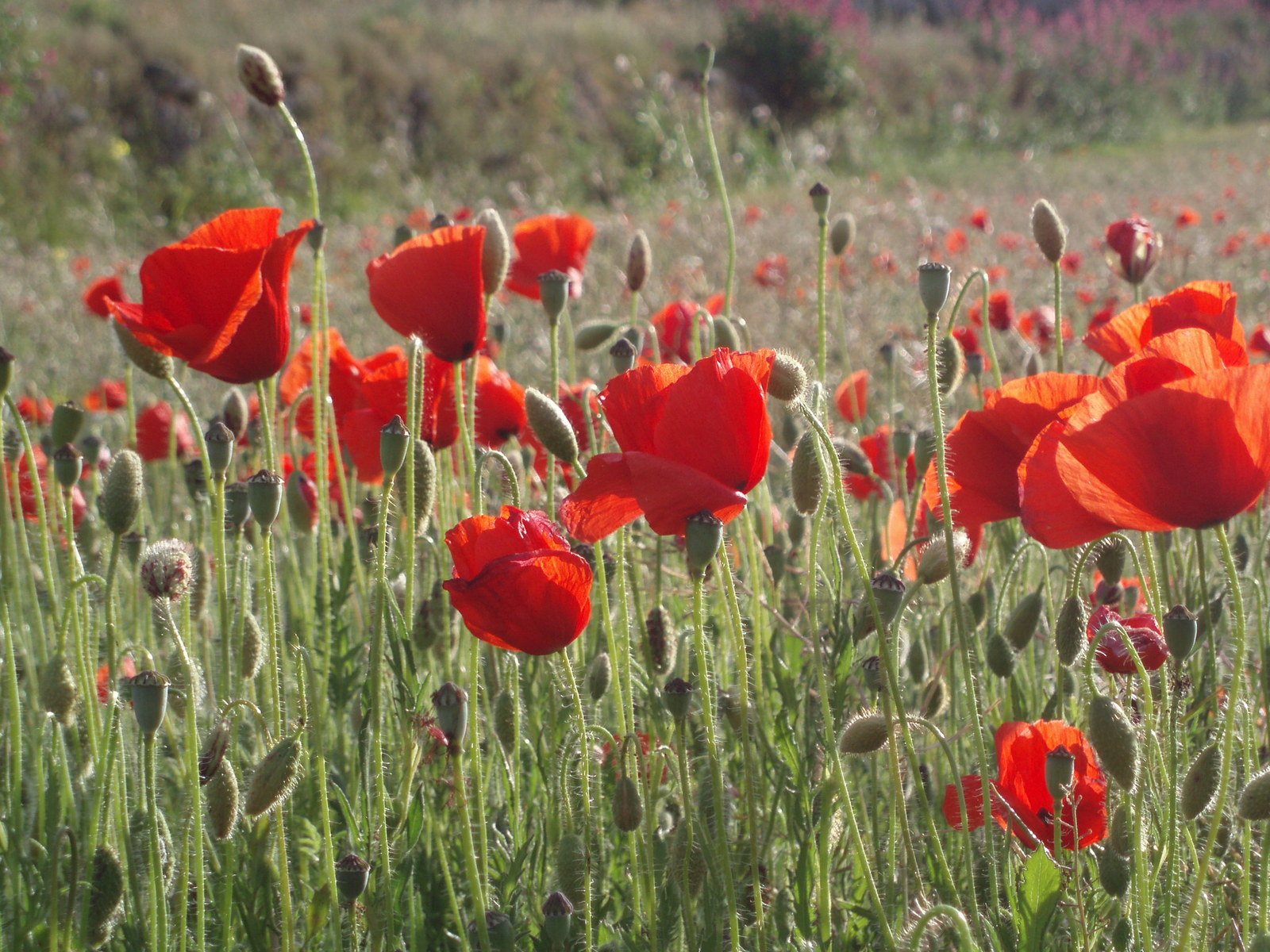 a lot of red flowers that are in a field