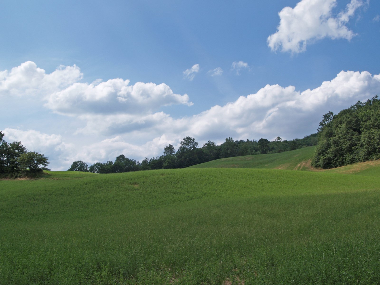 green grass and a hillside with blue sky in the background
