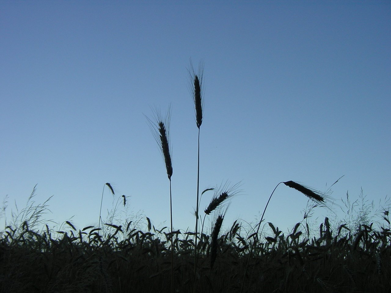 a grass field and some tall brown plants