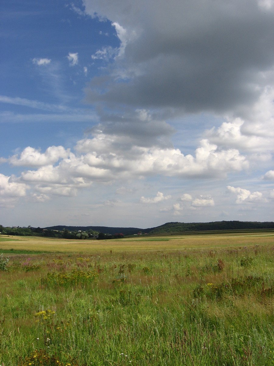 a small horse is grazing in the green field