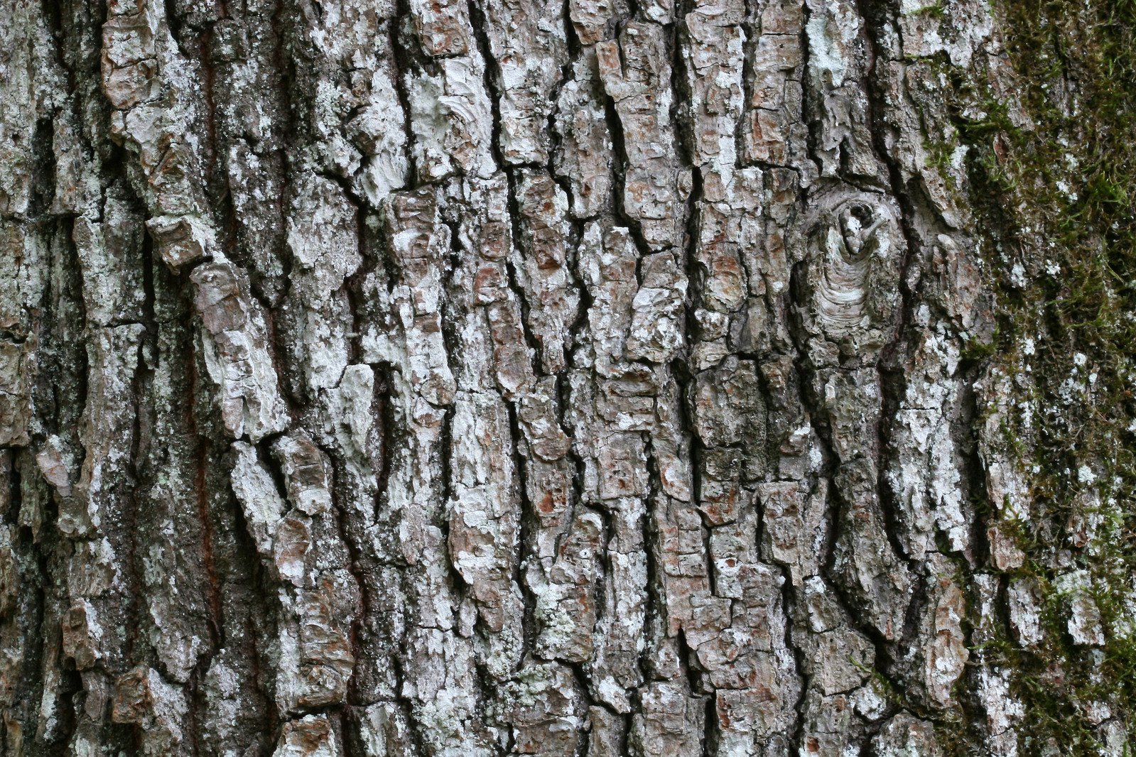 the bark of a large tree is very thick