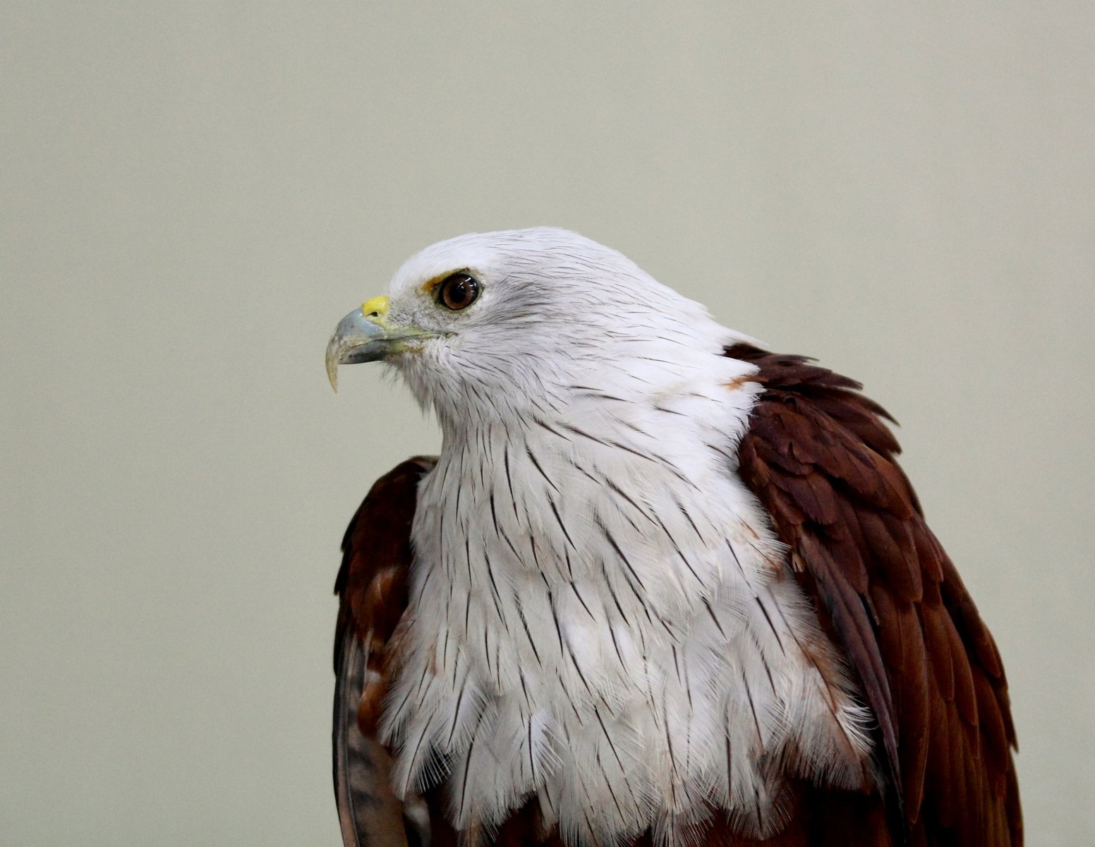 an eagle is perched on the nch with its wings folded