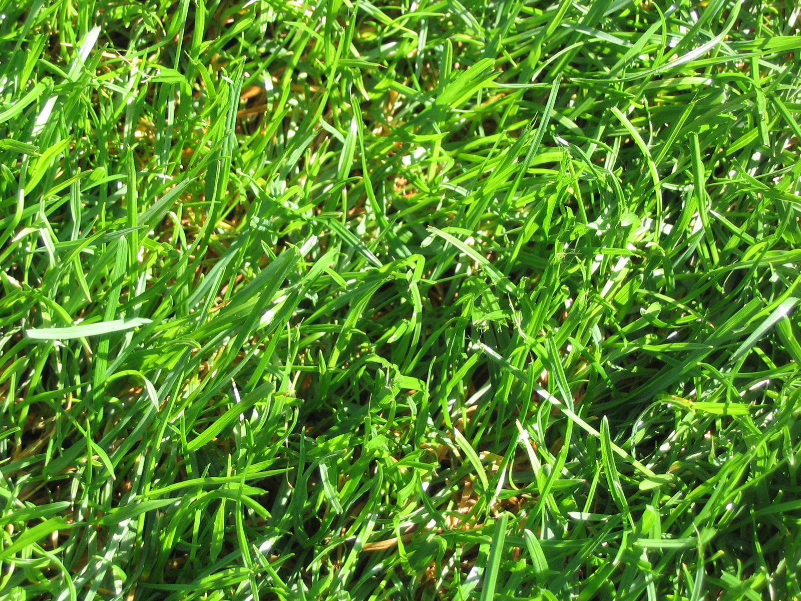 a close up s of a grass background